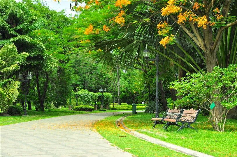 Baharda Sarı Çiçekler: Parkta Huzurlu Bir Gün