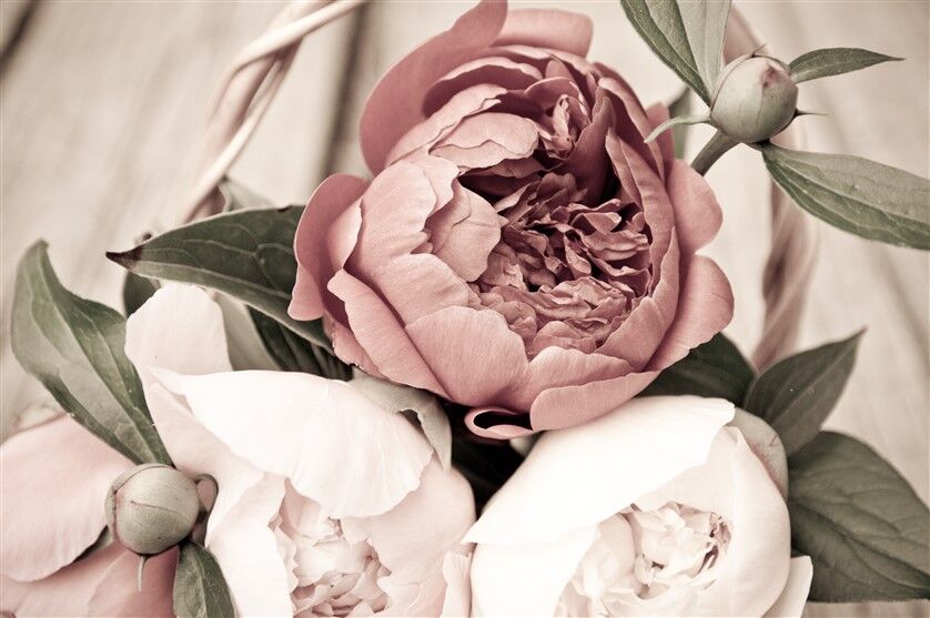 Pembe ve Beyaz Peonies Posteri