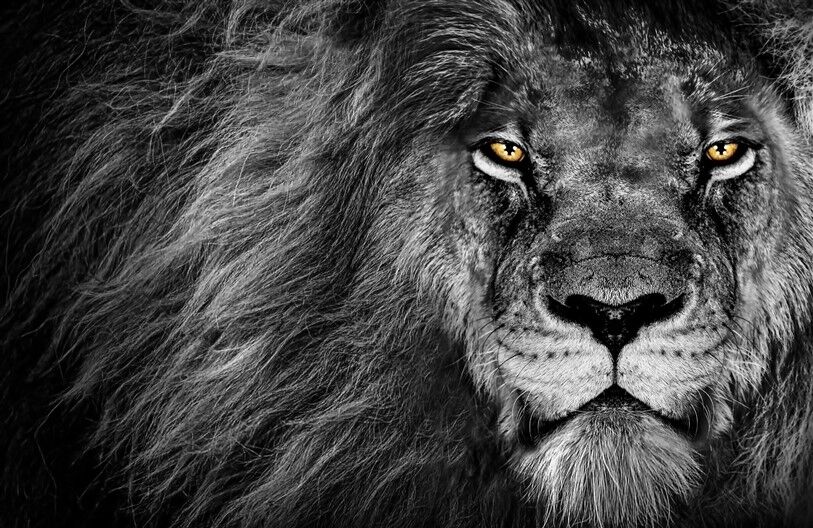 Siyah Arka Planda Dinlenen Leopar Posteri