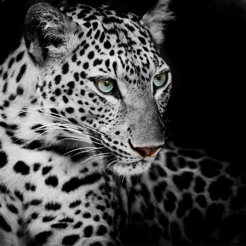 Gizemli Bakışlı Mavi Gözlü Leopar Posteri