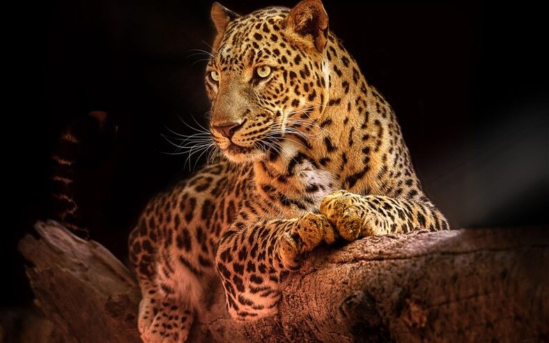 Ağacın Üstündeki Leopar Duvar Posteri