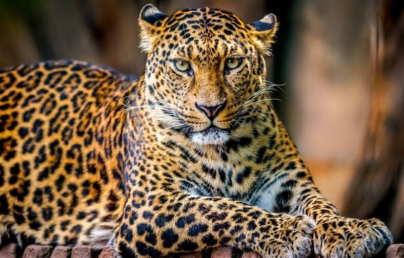 Çarpıcı Leoparın Zarif Dinlenmesi Duvar Posteri