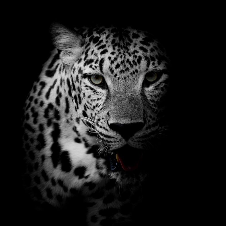 Karanlık Fonlu Leoparın İfadesi Duvar Posteri