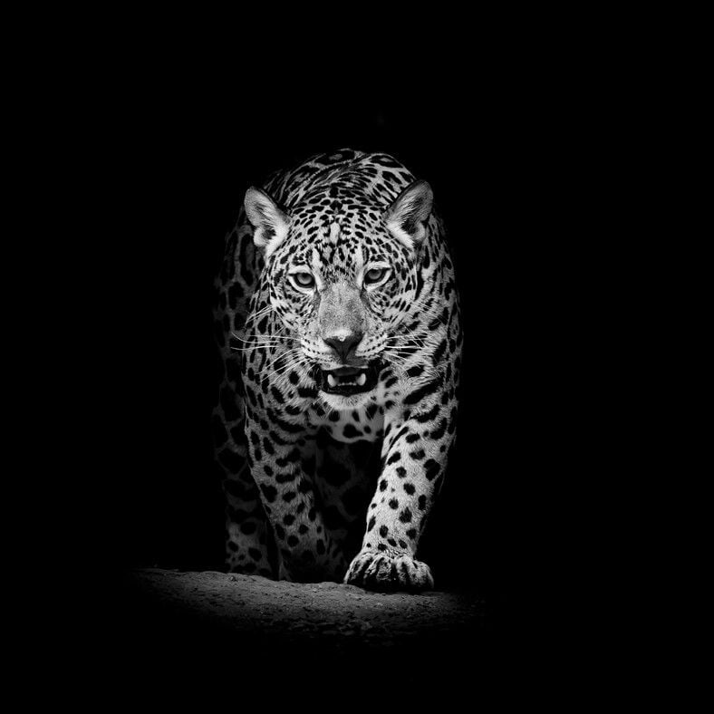 Karanlık Fonlu Leoparın Yürüyüşü Duvar Posteri