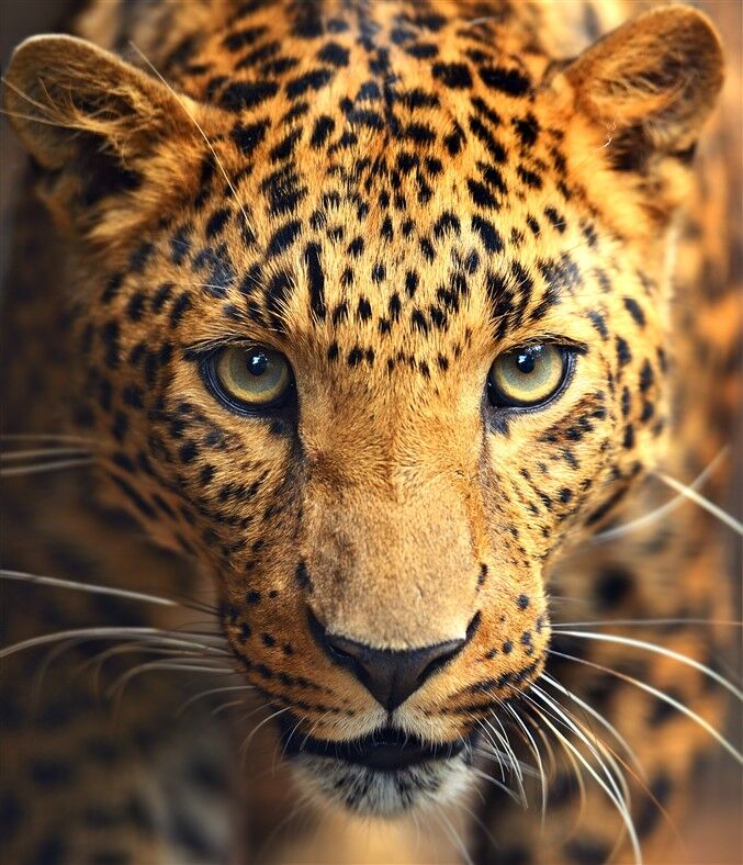 Leoparın Yakın Çekim Görkemi Duvar Posteri