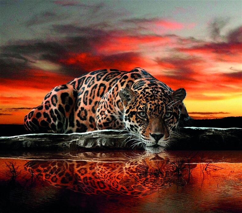 Gün Batımında Dinlenen Leopar Duvar Posteri