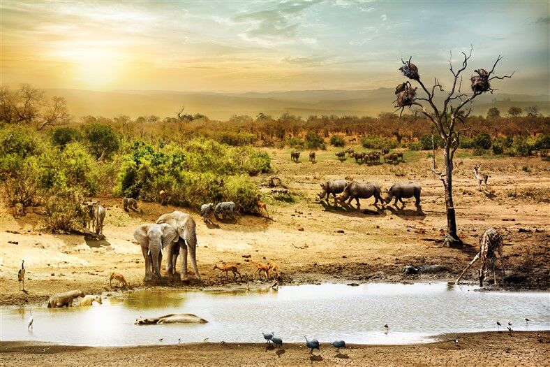 Güney Afrika Safari Vahşi Yaşam Fantezi Sahnesi Duvar Posteri